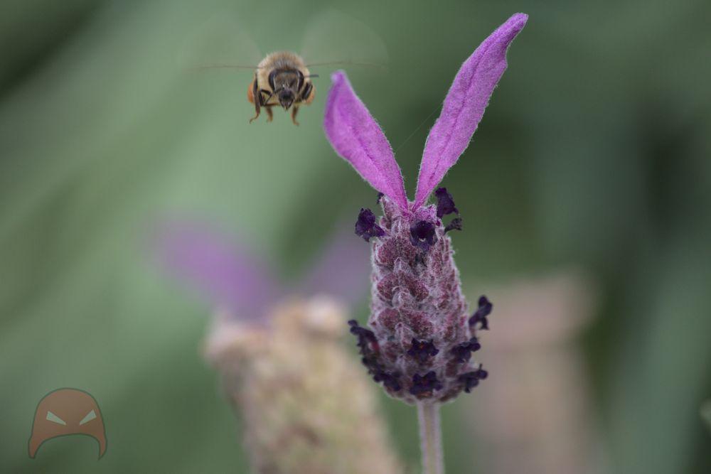 A fat bee hovers next to a flower