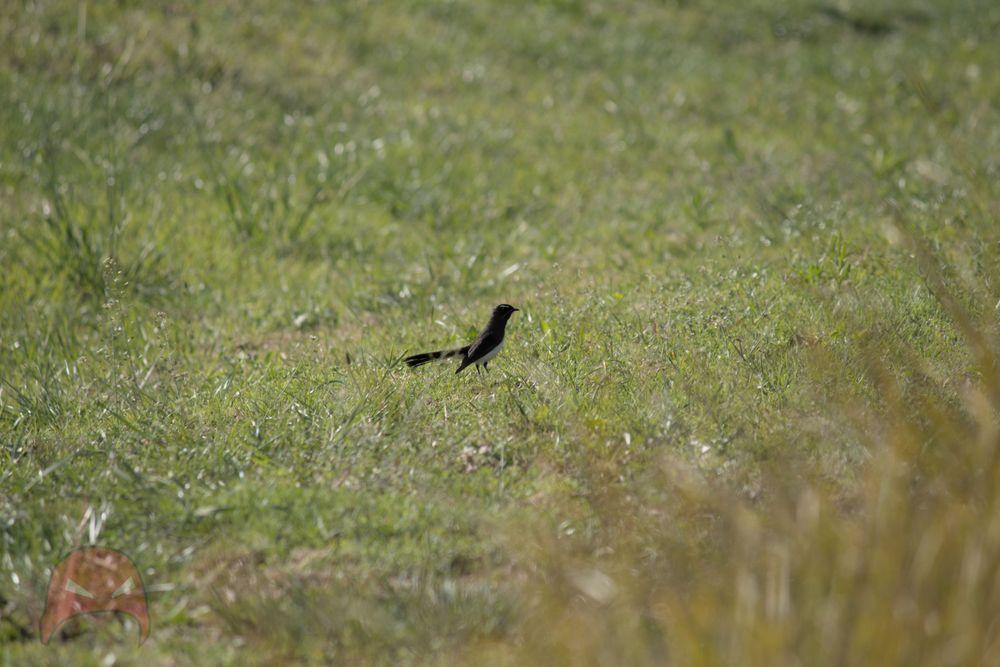 Willy Wagtail getting his Grump on