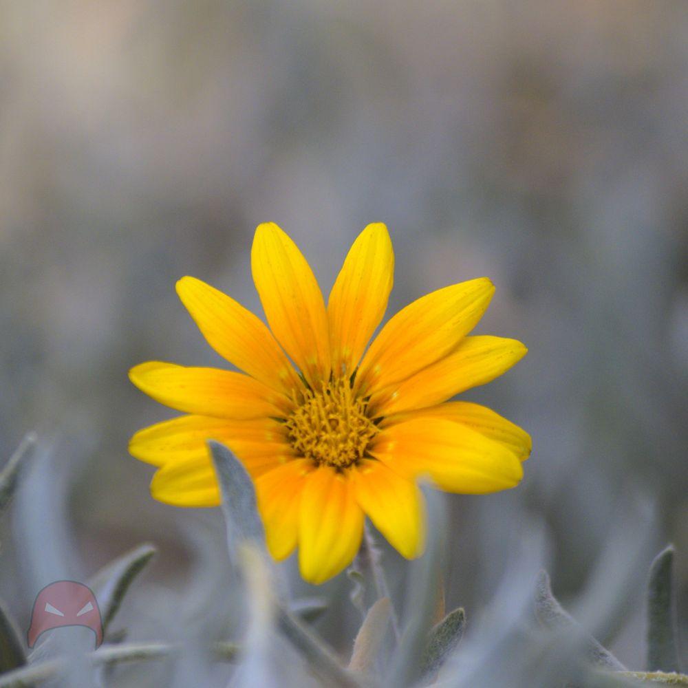 Flower on Grey Background