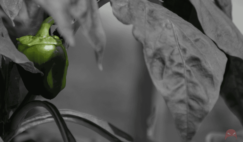 A capsicum stands out