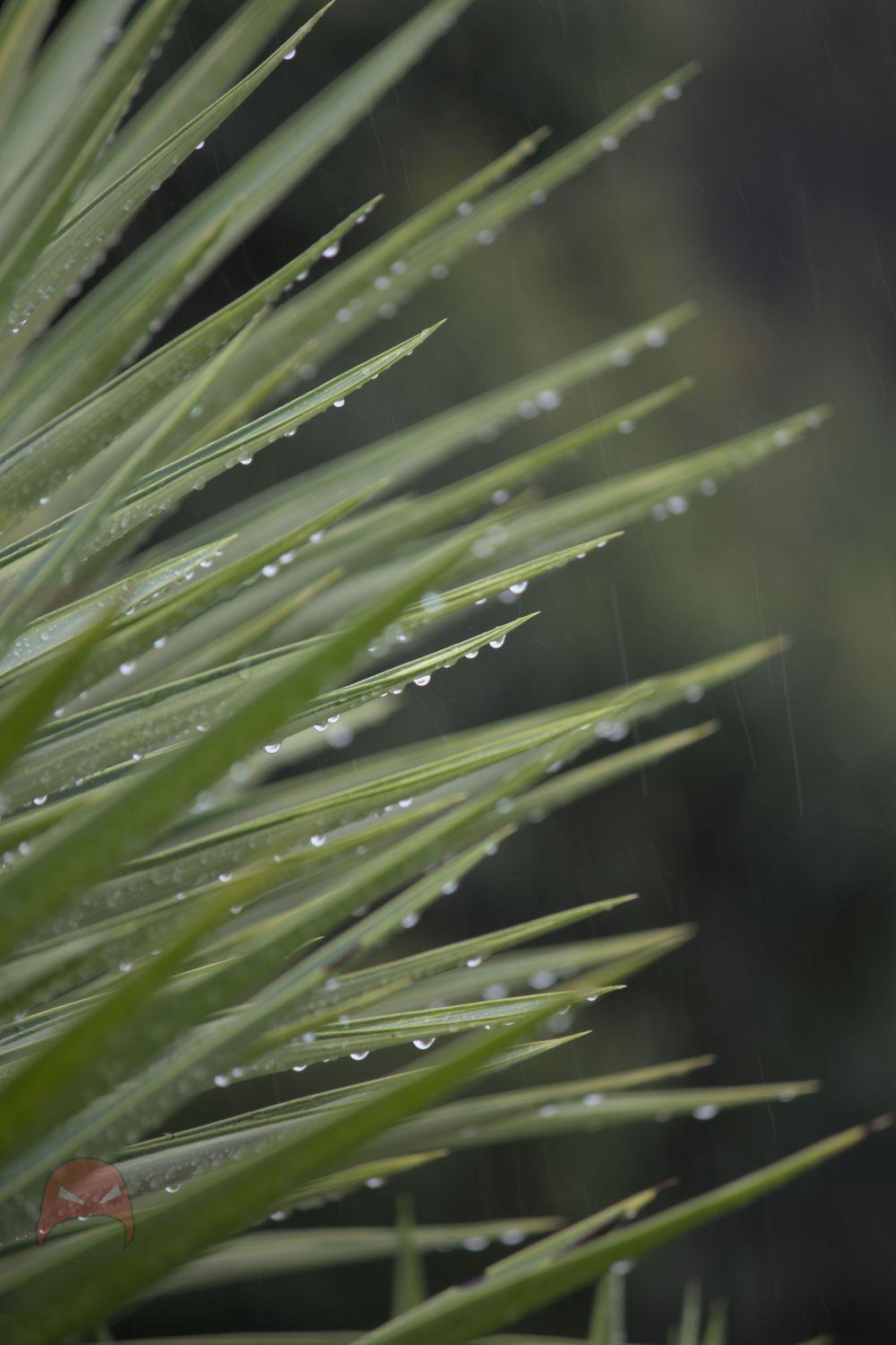 A moment in the rain