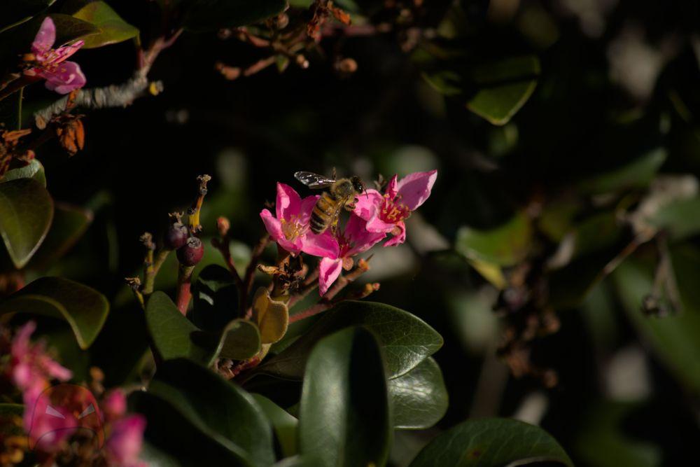 A bee gathering pollen in winter