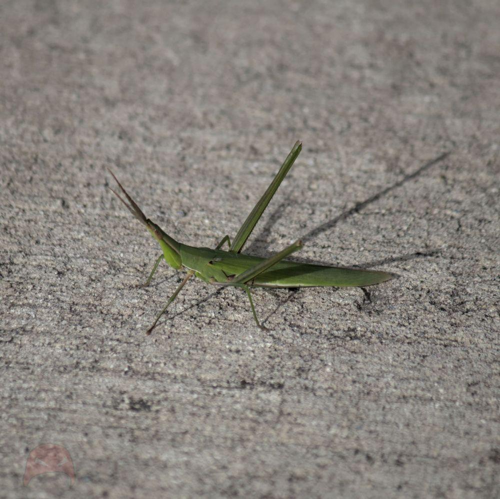 Grasshopper models for me
