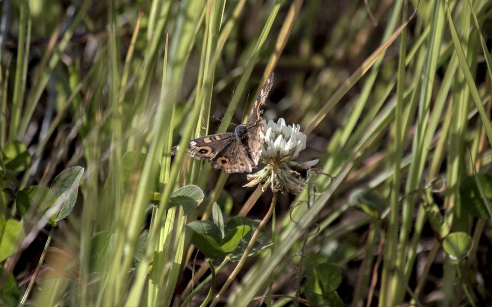 Butterfly on a flower
