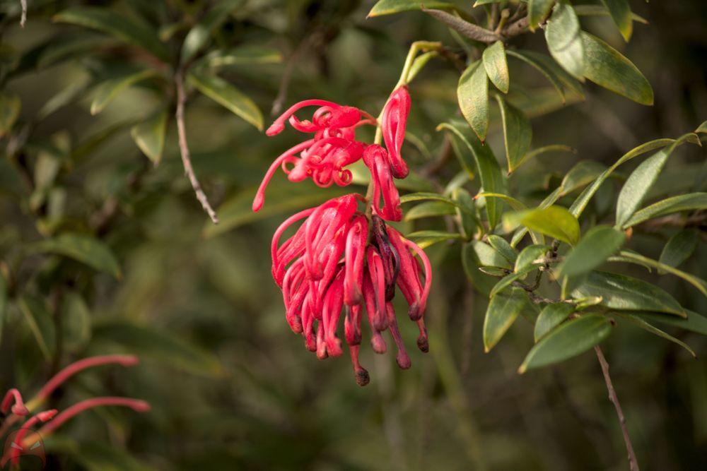 Red amongst the green
