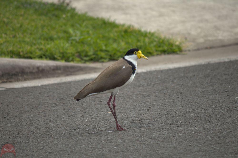 Winged Laplace on patrol