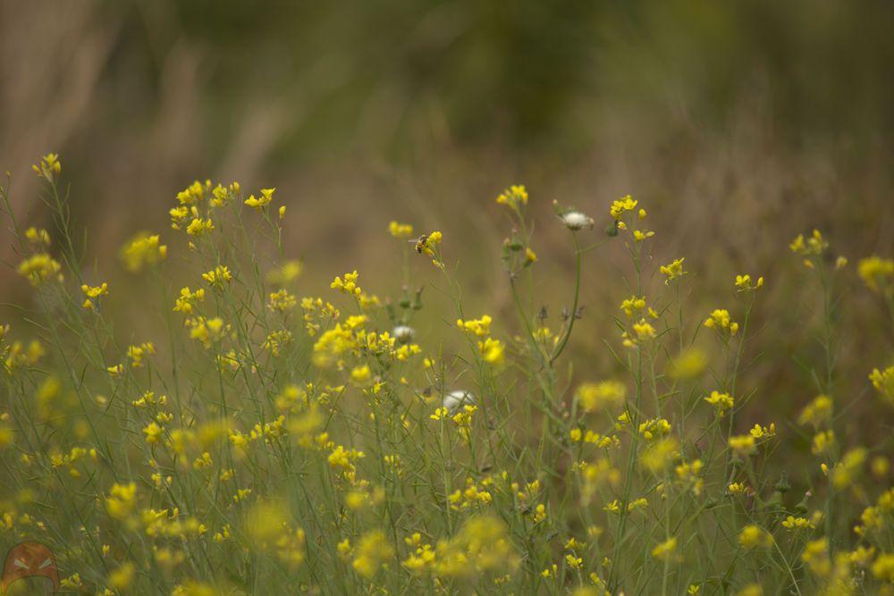 A bee in a field of yellow