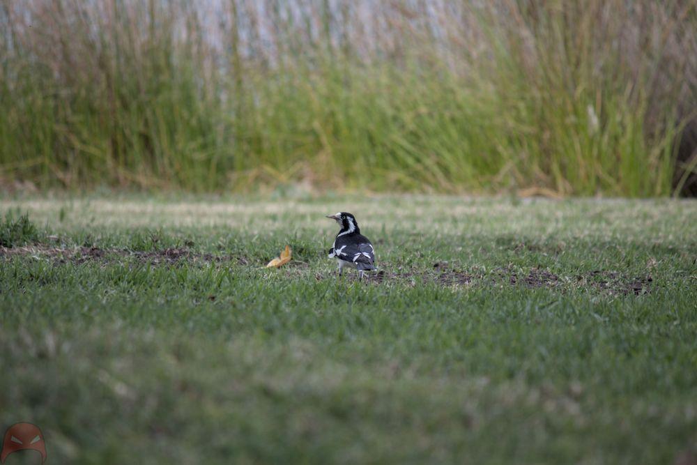 Magpie-Lark on the hunt