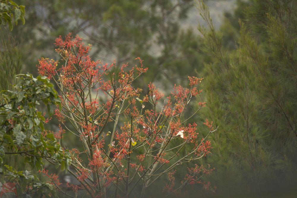 Illawarra Flame tree in flower