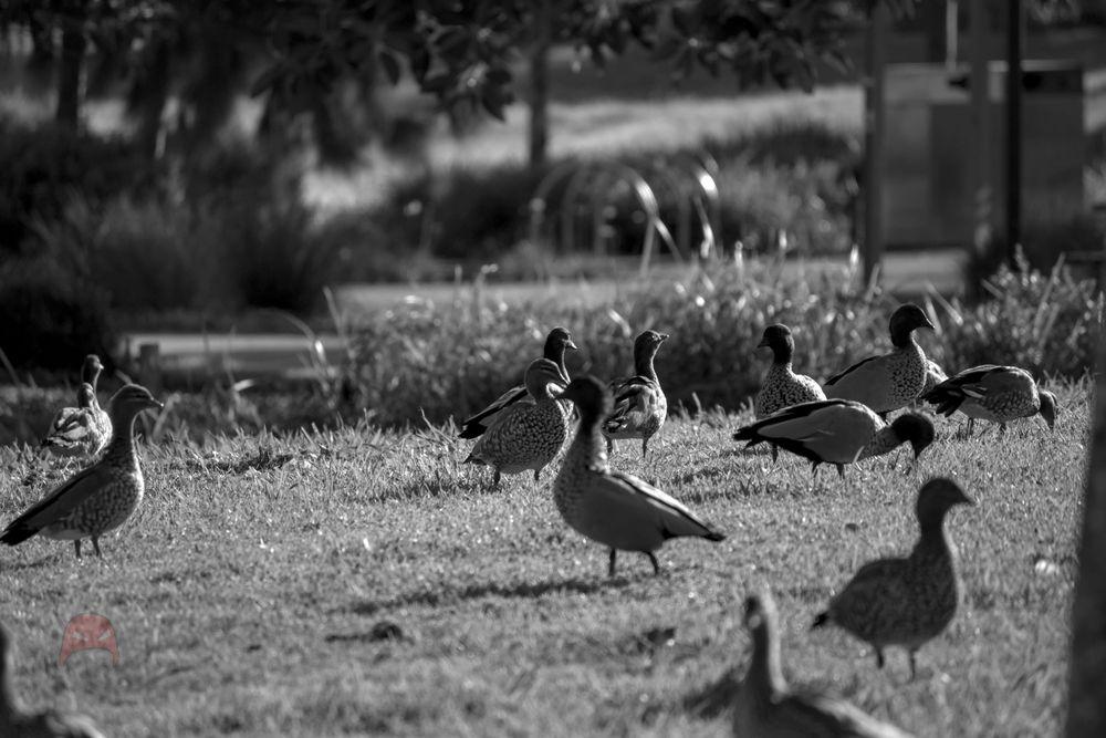 Ducks in Monochrome - Just flocking things