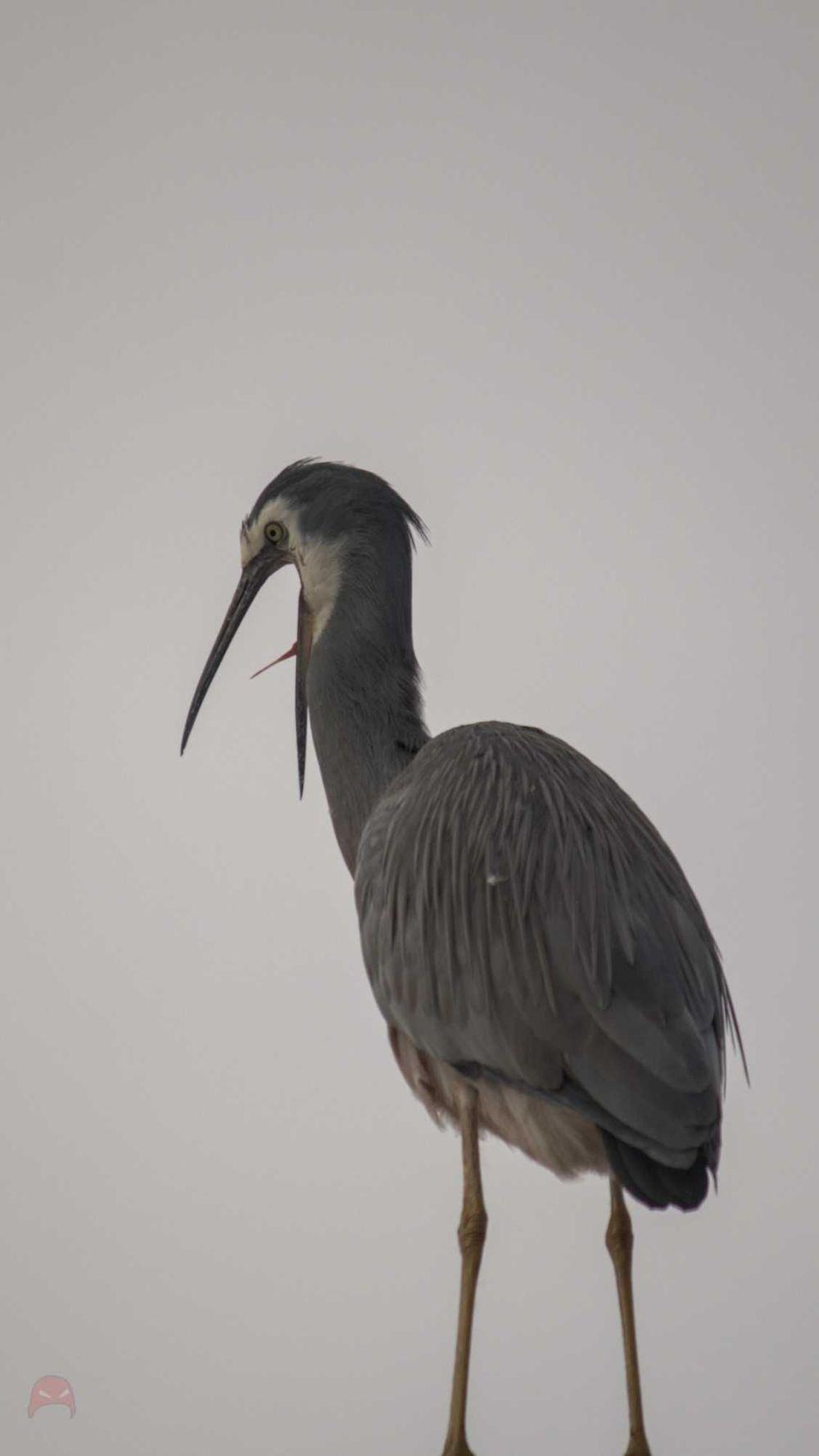 Office Window Heron - Yawn