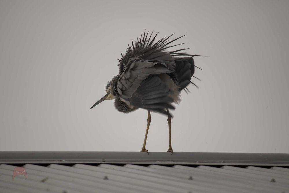 Office Window Heron - Borb