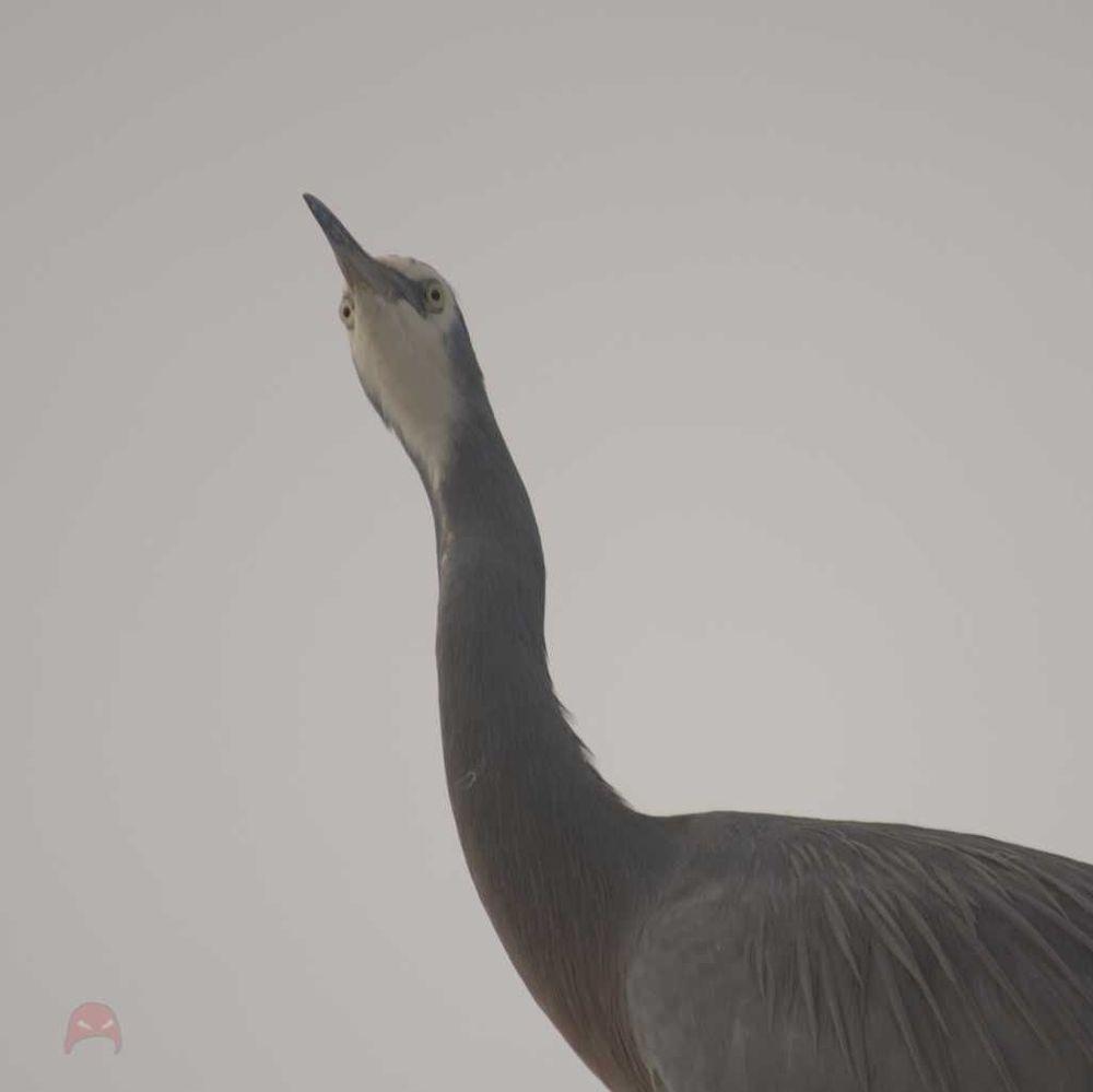 Office Window Heron - Eyes on the world