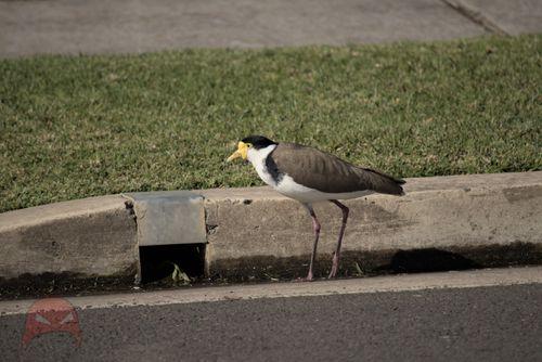 Plover in the Gutter