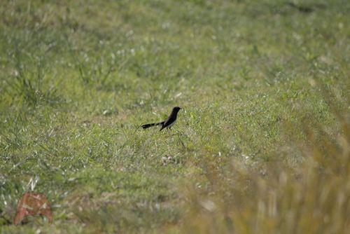 Willy Wagtail getting his Grump on
