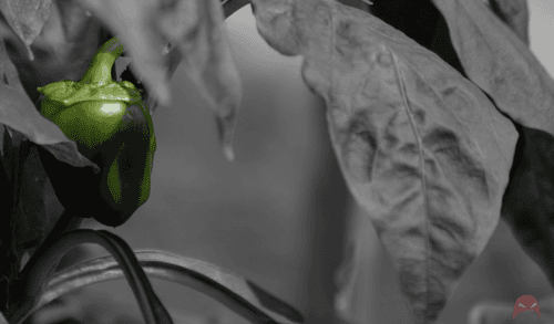 A capsicum stands out