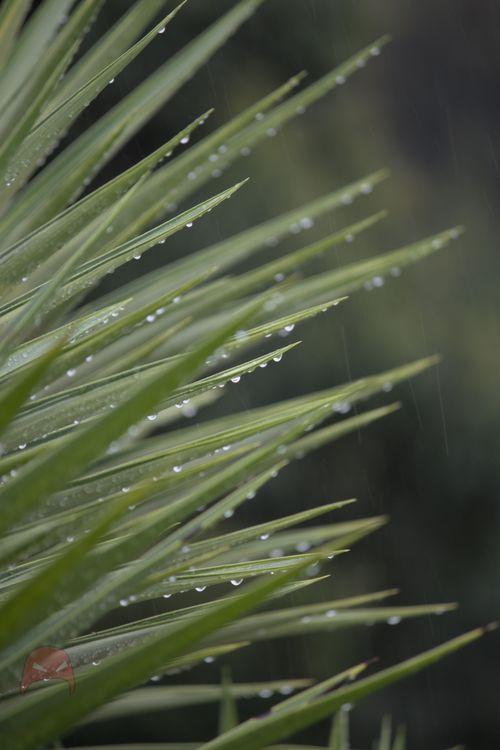 A moment in the rain