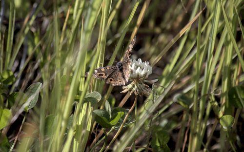 Butterfly on a flower