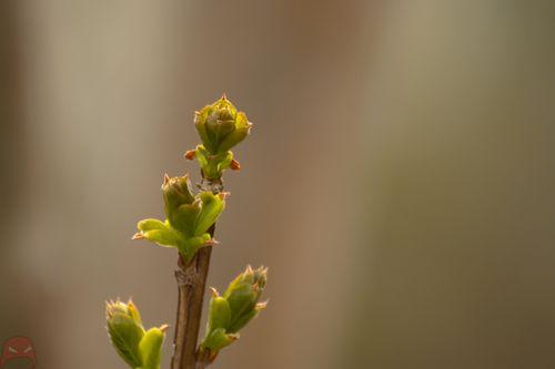 Spring and new growth