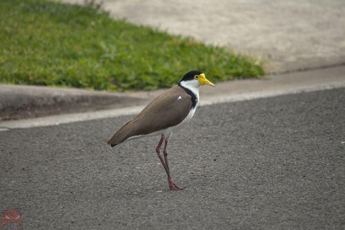 Winged Laplace on patrol