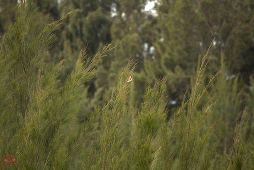 Lets play wheres Wally?