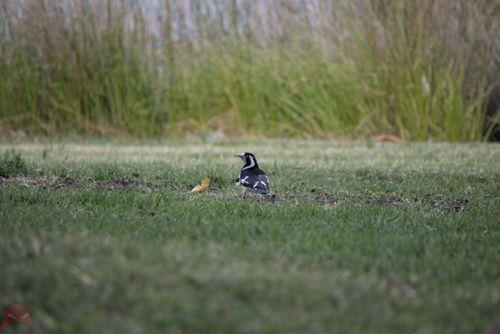 Magpie-Lark on the hunt