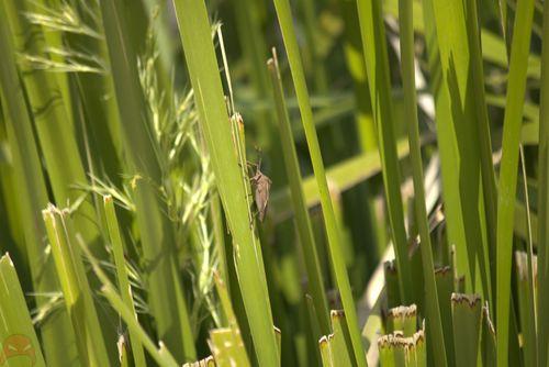 A stink bug amongst the grass
