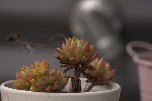 The stubborn succulent