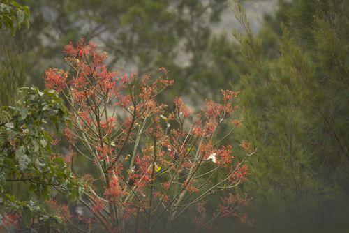 Illawarra Flame tree in flower