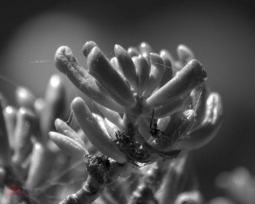 A Succulent in the sun - Monochrome Version