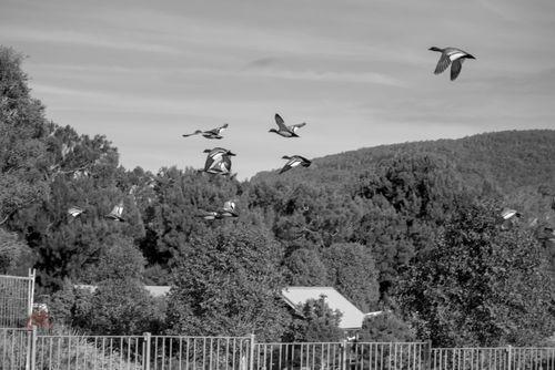 Ducks in Monochrome - Off to pastures new