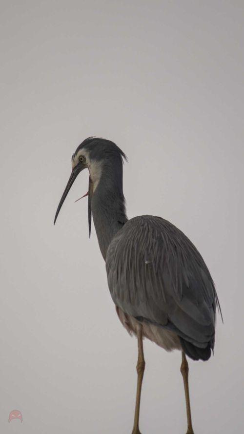 Office Window Heron - Yawn