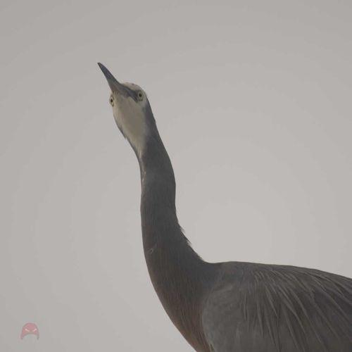 Office Window Heron - Eyes on the world