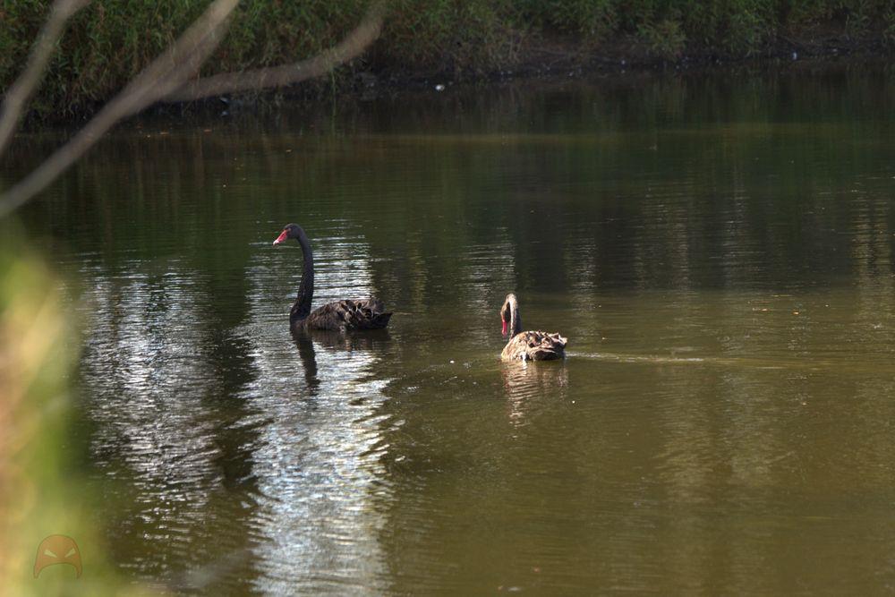A pair of black swans swimming on a green pond. The one closest to the camera is looking into the water, while the one further away is looking to the left