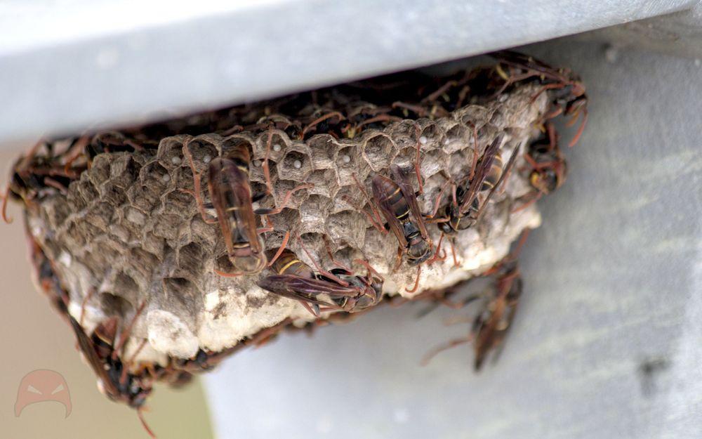 A wasp nest hangs from a metal rail. It is covered with wasps