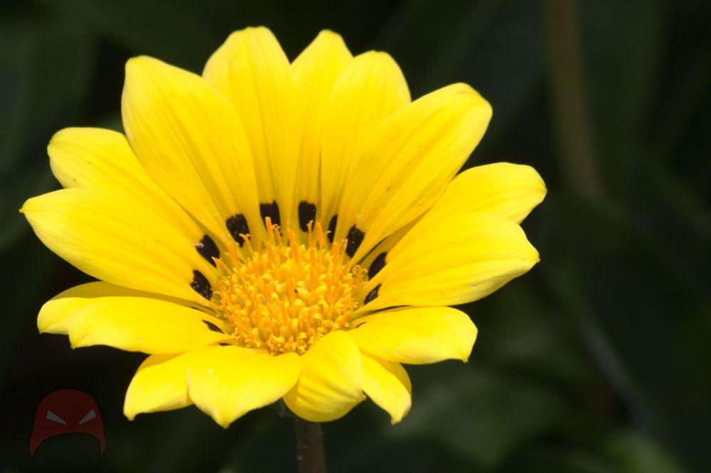A bright yellow flower in full bloom
