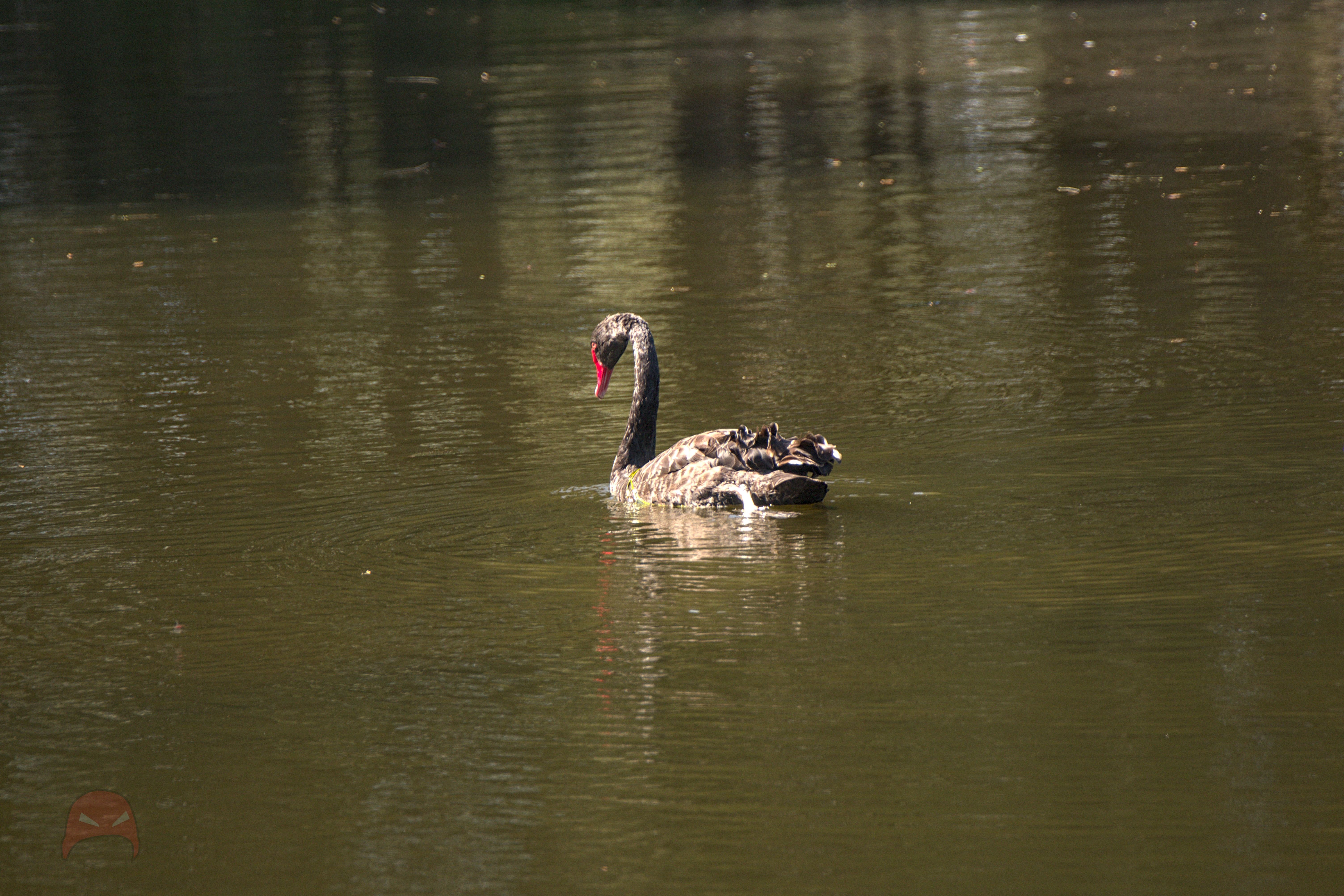 A black swan swims on a green pond. It's looking down towards the water.