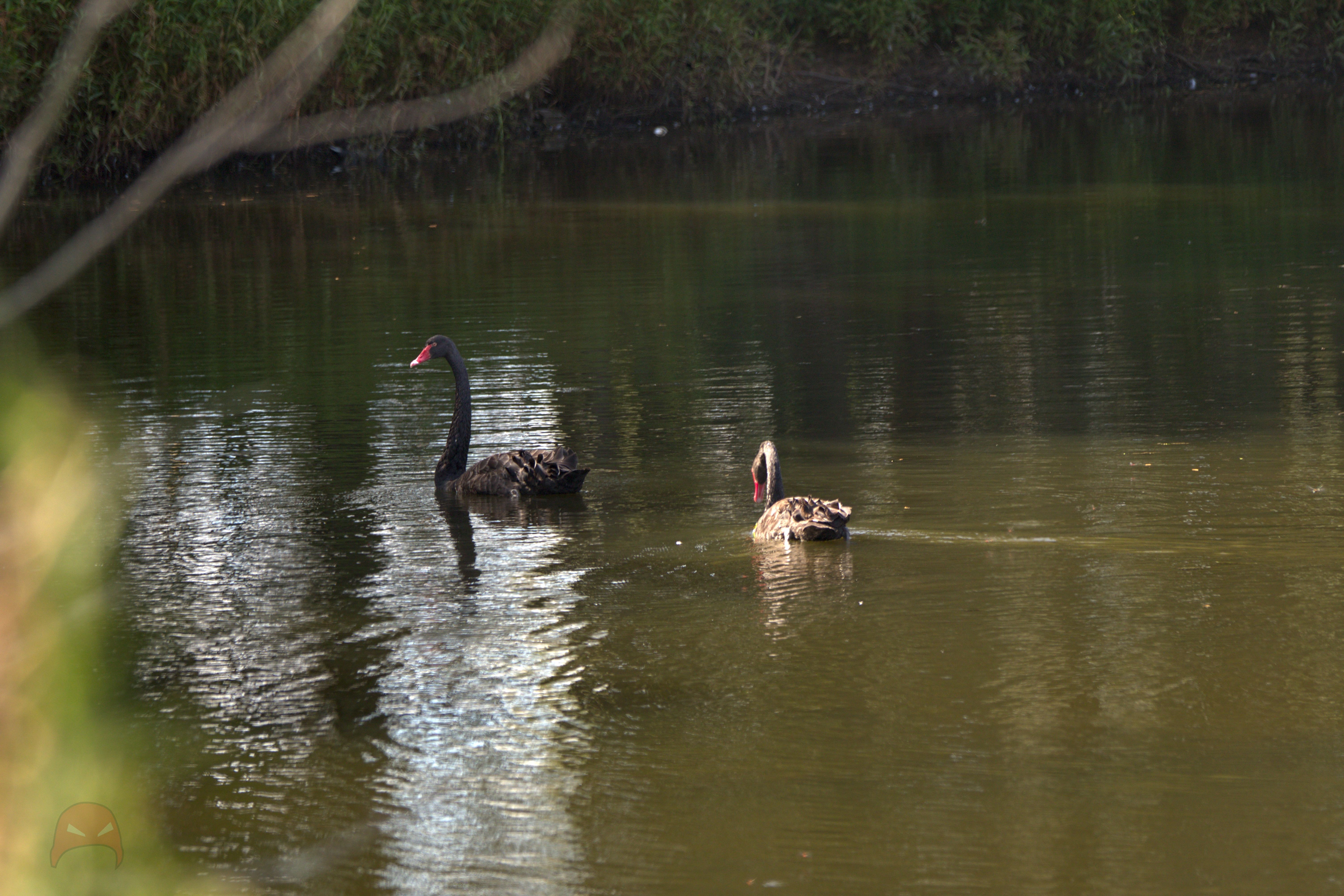 A pair of black swans swimming on a green pond. The one closest to the camera is looking into the water, while the one further away is looking to the left
