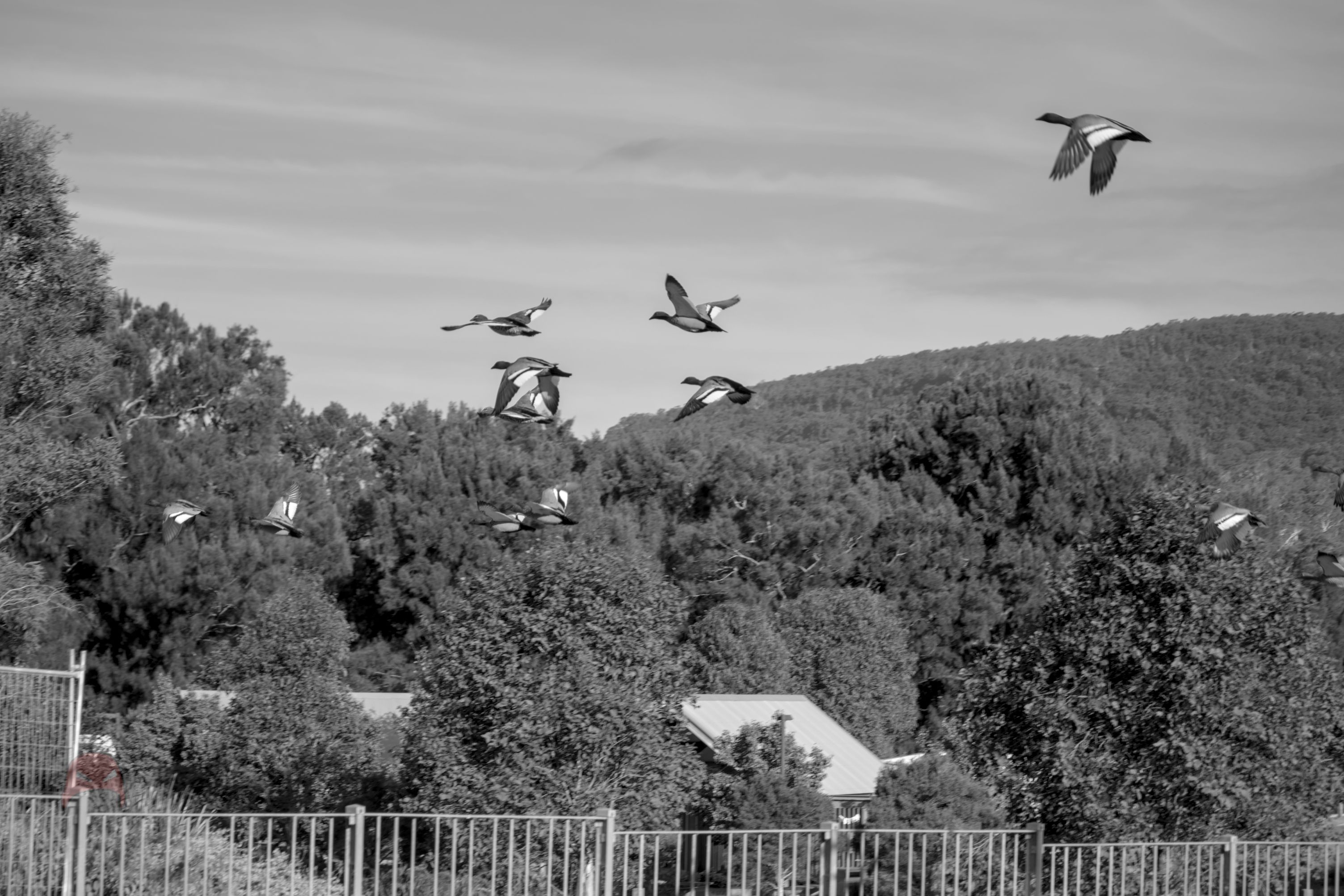 A black and white photograph of ducks in flight. They are set against a backdrop of trees and the south coast escarpment